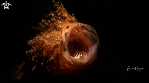 A Hairy Frogfish