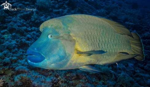 A Cheilinus undulatus | Napoleon