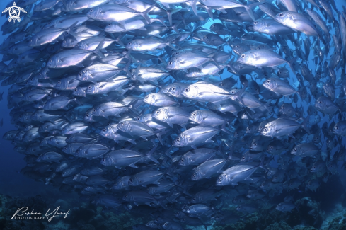 A Caranx sexfasciatus | Bigeye Trevally 