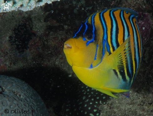 A Royal angelfish