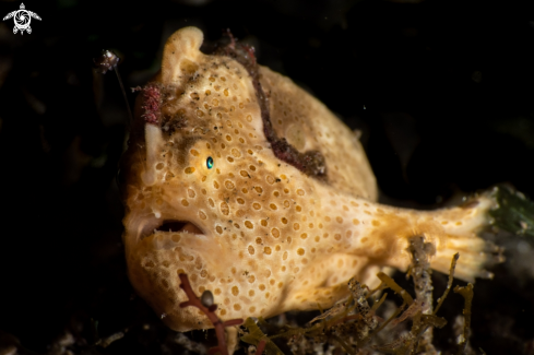 A Painted frogfish