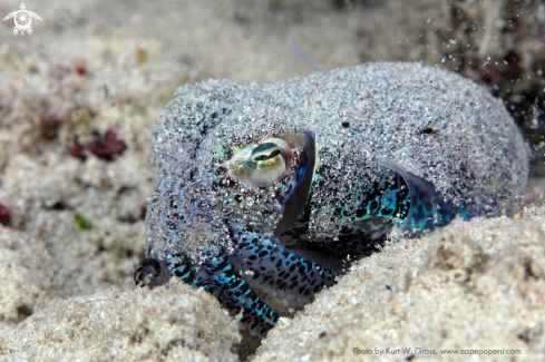 A Euprymna tasmanica | Bobtail Squid