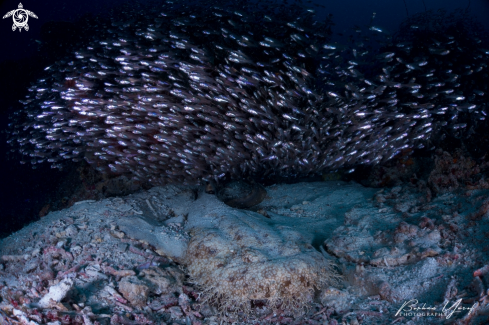 A Carpet Shark