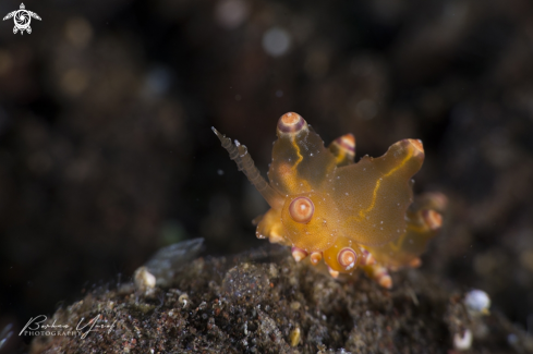 A Eubranchus nudibranch