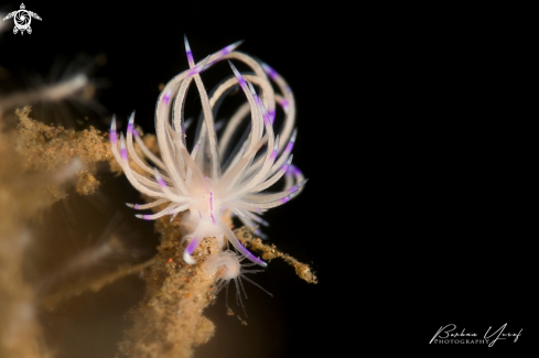 A Flabellina angelvaldesi | Flabellina angelvaldesi