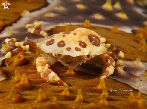 A Lissocarcinus orbicularis | Crab