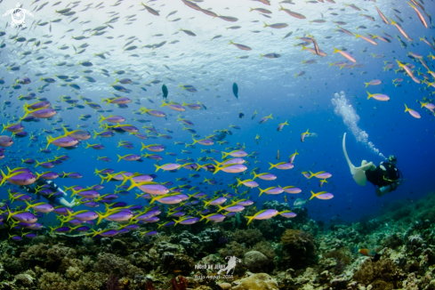 A Diver with Fish