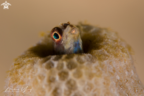 A Blenny