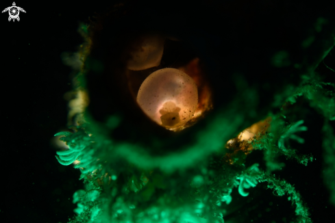 A egg of cuttlefish