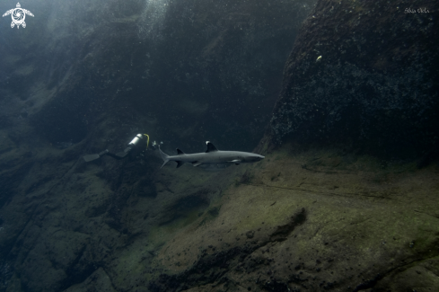 A Whitetip reef Shark