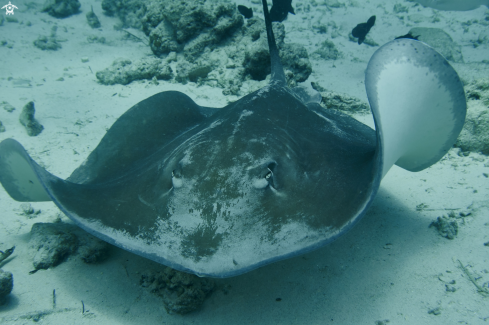 A Stingray