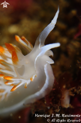 A Flabellina babai | Nudibranch