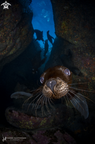 A California Sea Lion