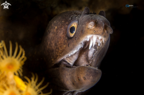 A Mediterranean Moray