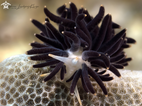 A Nudibranch