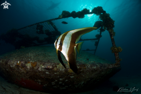 A Platax teira | Longfin Batfish