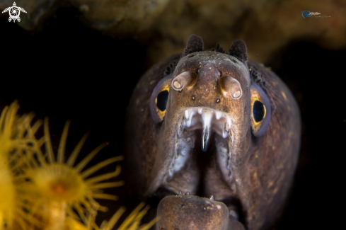 A Mediterranean Moray