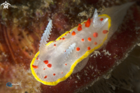 A DIAPHORODORIS PAPILLATA | DIAPHORODORIS PAPILLATA