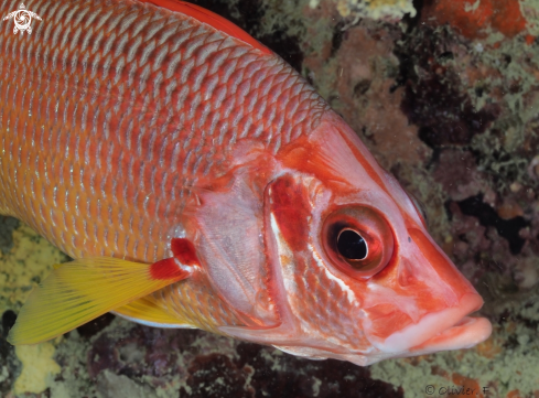 A Sabre squirrelfish 