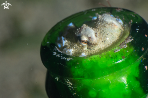 A Amphioctopus marginatus | Coconut octopus