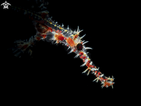 A Arlequin ghostpipefish