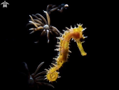 A yellow seahorse