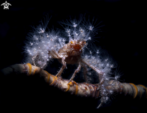 A Decorator crab