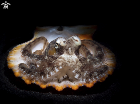 A Coconut Octopus