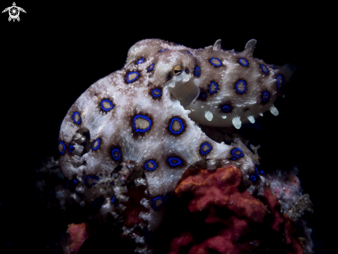 A blue ring octopus