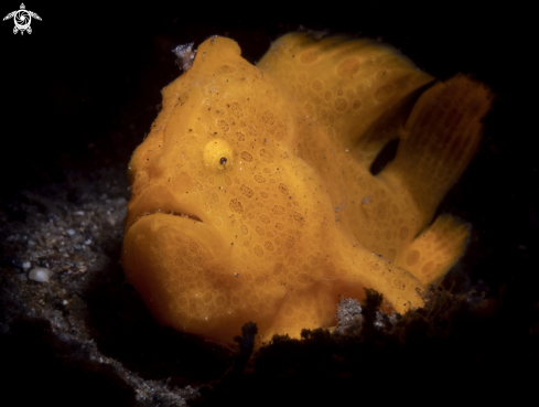 A yellow frogfish