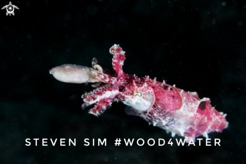 A Pigmy cuttlefish