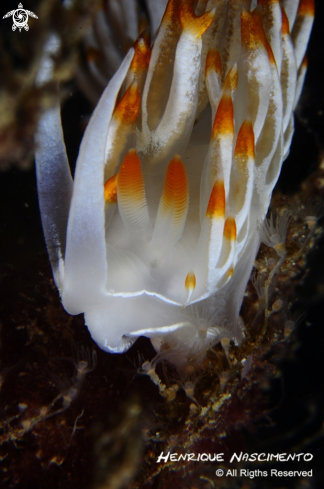 A Flabellina babai  | 