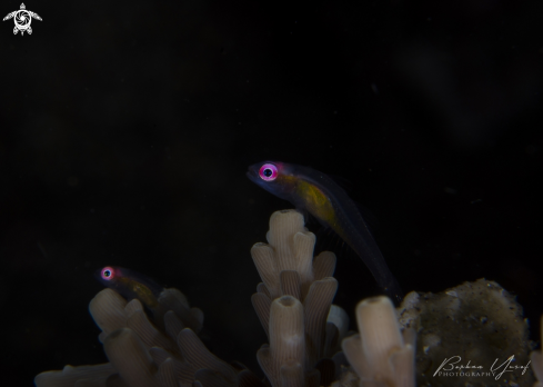 A Pink Eye Goby