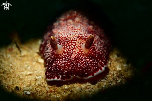 A Nudibranch