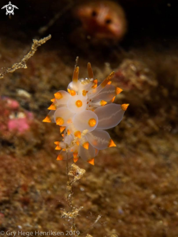 A Eubranchus farrani