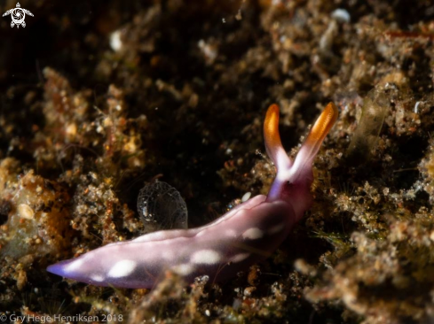 A Thuridilla albopustulosa | Nudibranch on tour