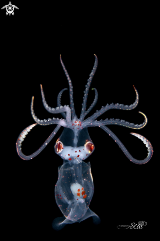 A Juvenile Sharpear Enope Squid  | Squid