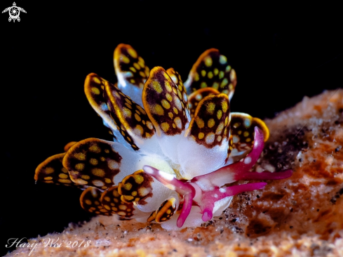 A Nudibranch