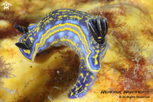 A Felimare cantabrica (Hypselodoris) | Nudibranch