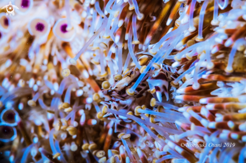 A Zebra crab and Flower urchin 