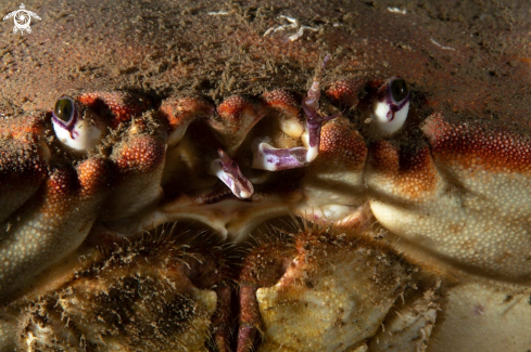 A Edible crab