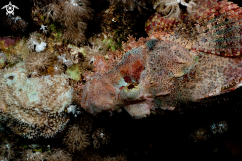 A Scorpaenopsis oxycephala | scorpion fish