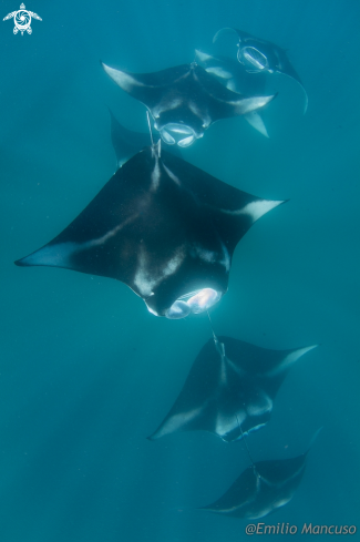 A Reef Manta 