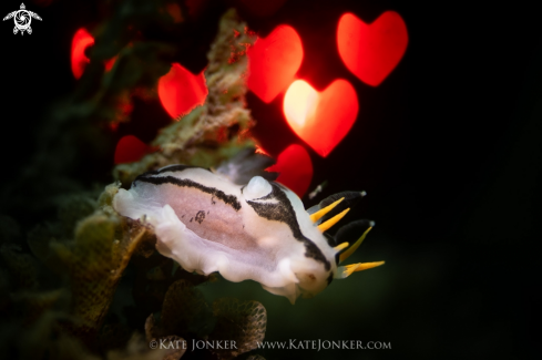 A Crowned Nudibranch