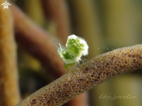 A Green Shrimp