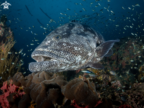 A Epinephelus malabaricus | Malabar Grouper