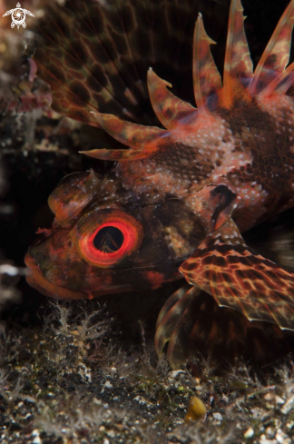 A Hawaiian lion-fish