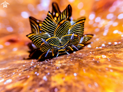 A Tiger Butterfly Sea Slug - Nudibranch