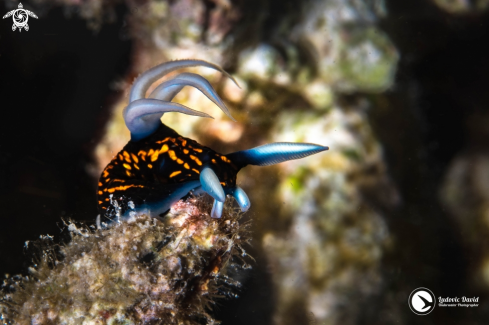 A Slender Roboastra Nudibranch