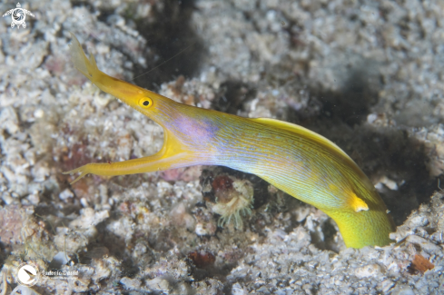 A Ribbon Eel